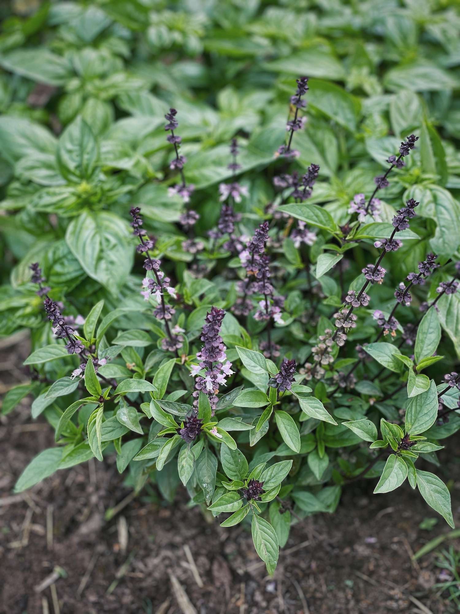 A photo of a thai basil plant flowering in front of sweet basil plants