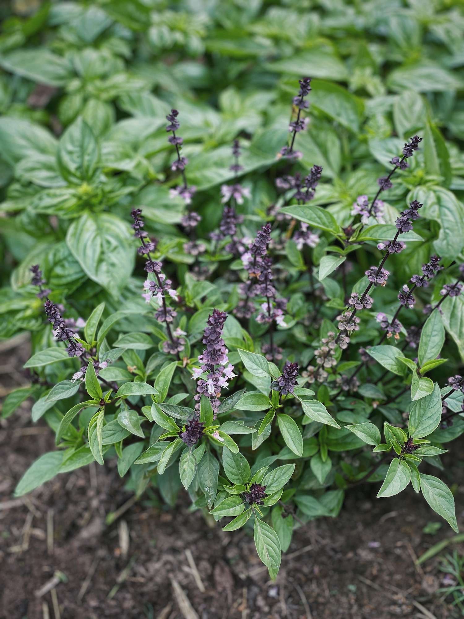 Basil Plant Flowering Here s What to Do About It