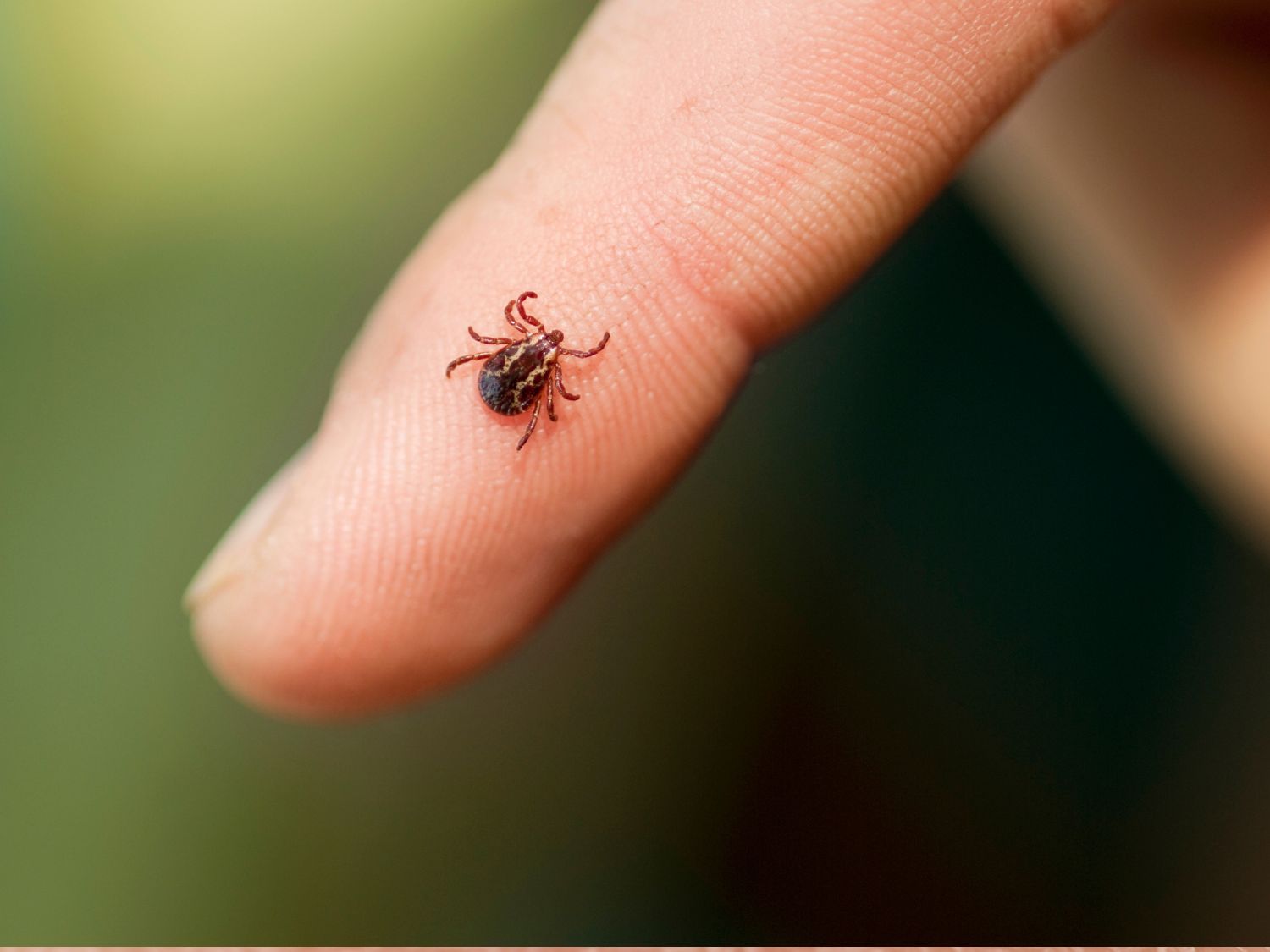 A photo of a tick crawling on a human finger