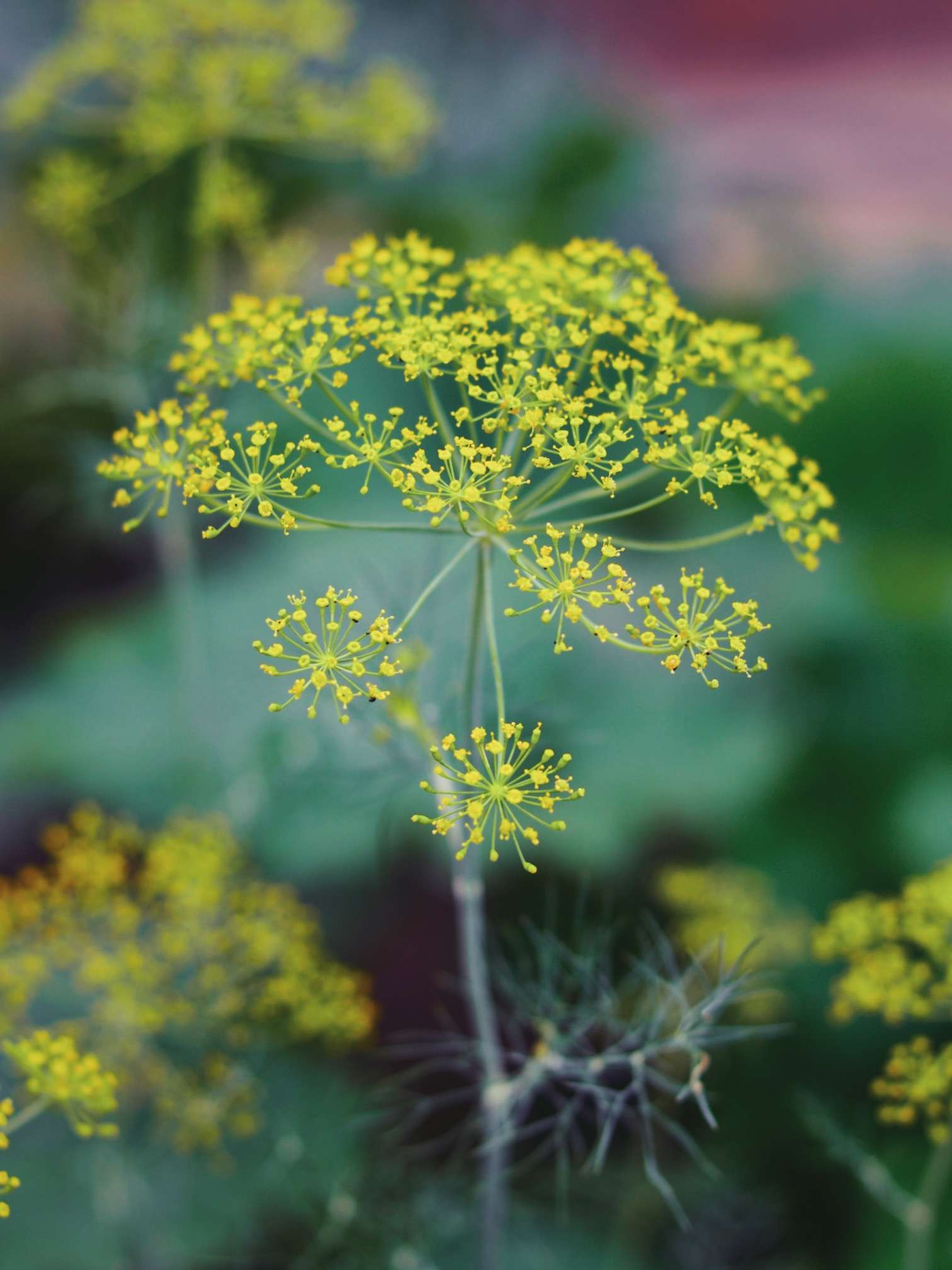A photo of a dill head blooming to attract beneficial insects as a companion plant