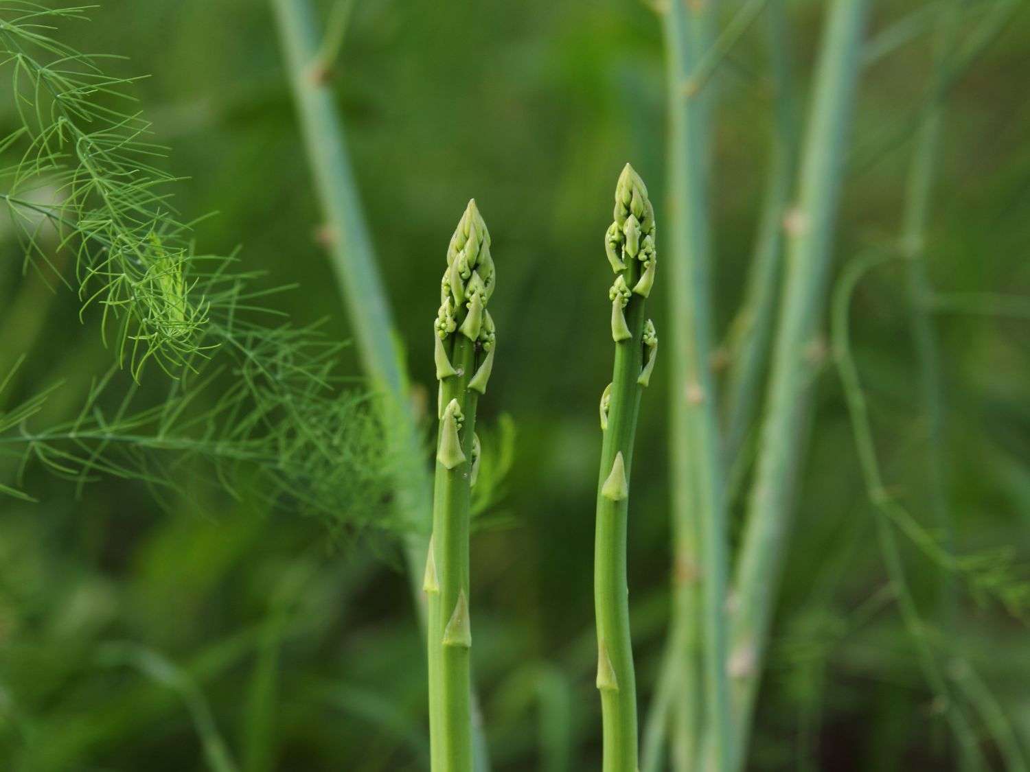 A close up photo of asparagus growing in the garden