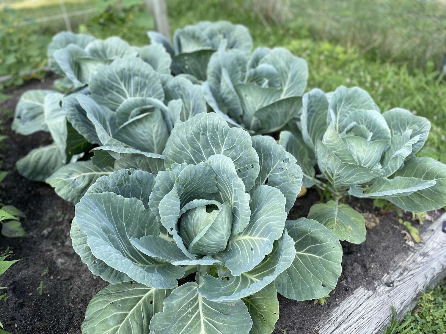 A photo of 6 cabbage plants in the garden