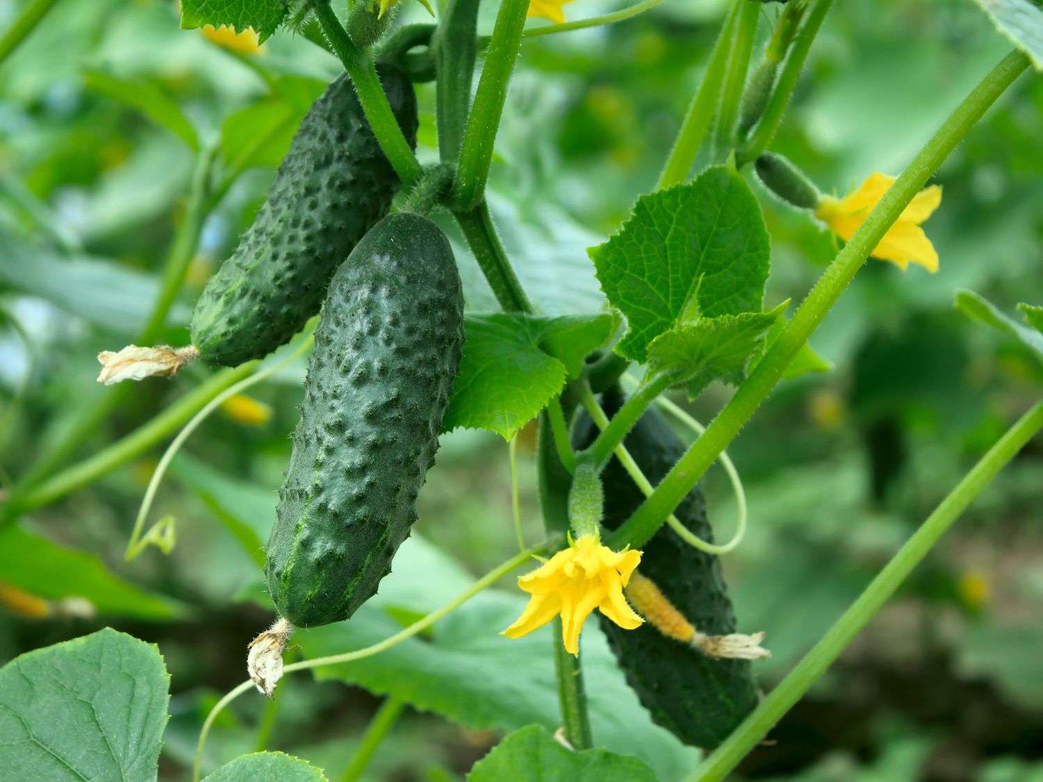 A close up photo of cucumbers growing in the garden