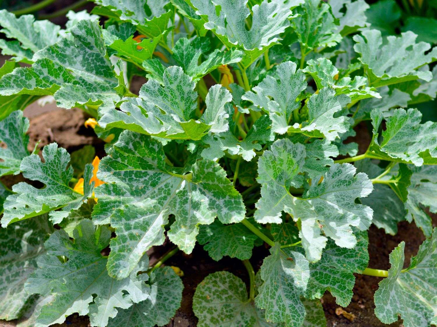 A photo of a squash plant in the garden