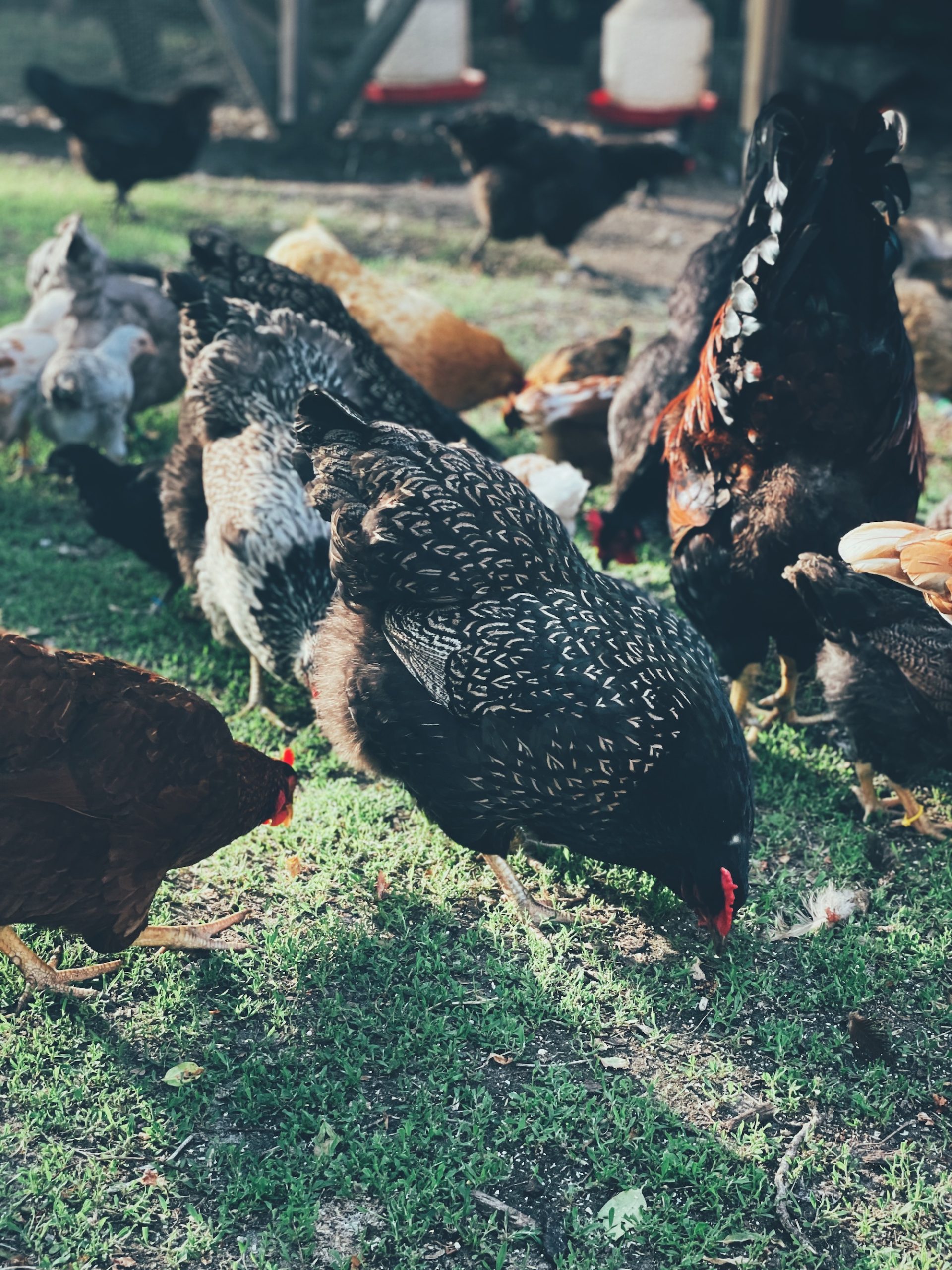 A photo of a group of chickens pecking at ticks in the grass