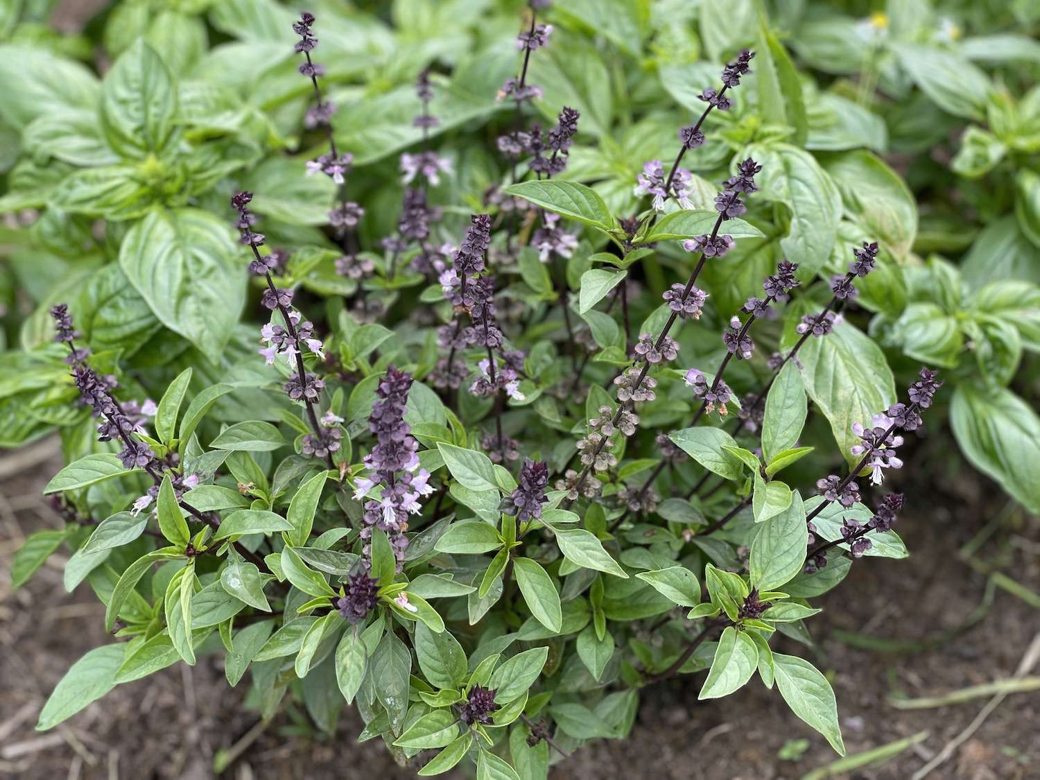 A photo of a thai basil plant with a full set of purple flowers