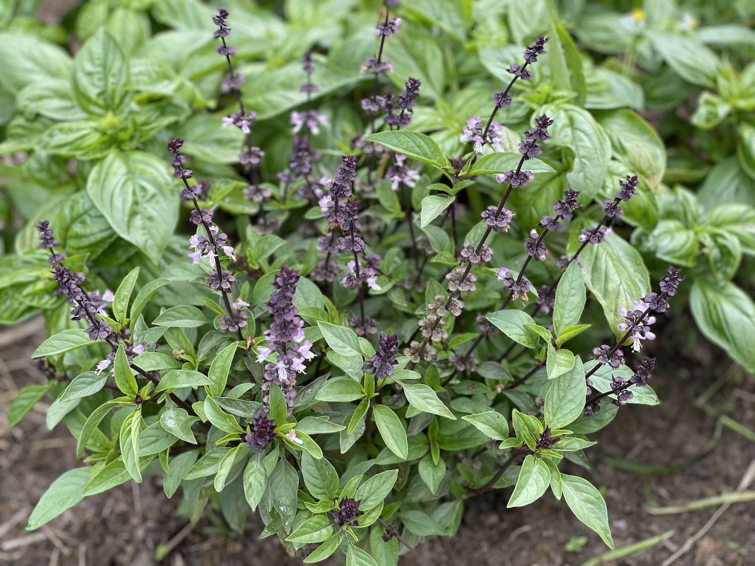 Basil Plant Flowering Here s What to Do About It