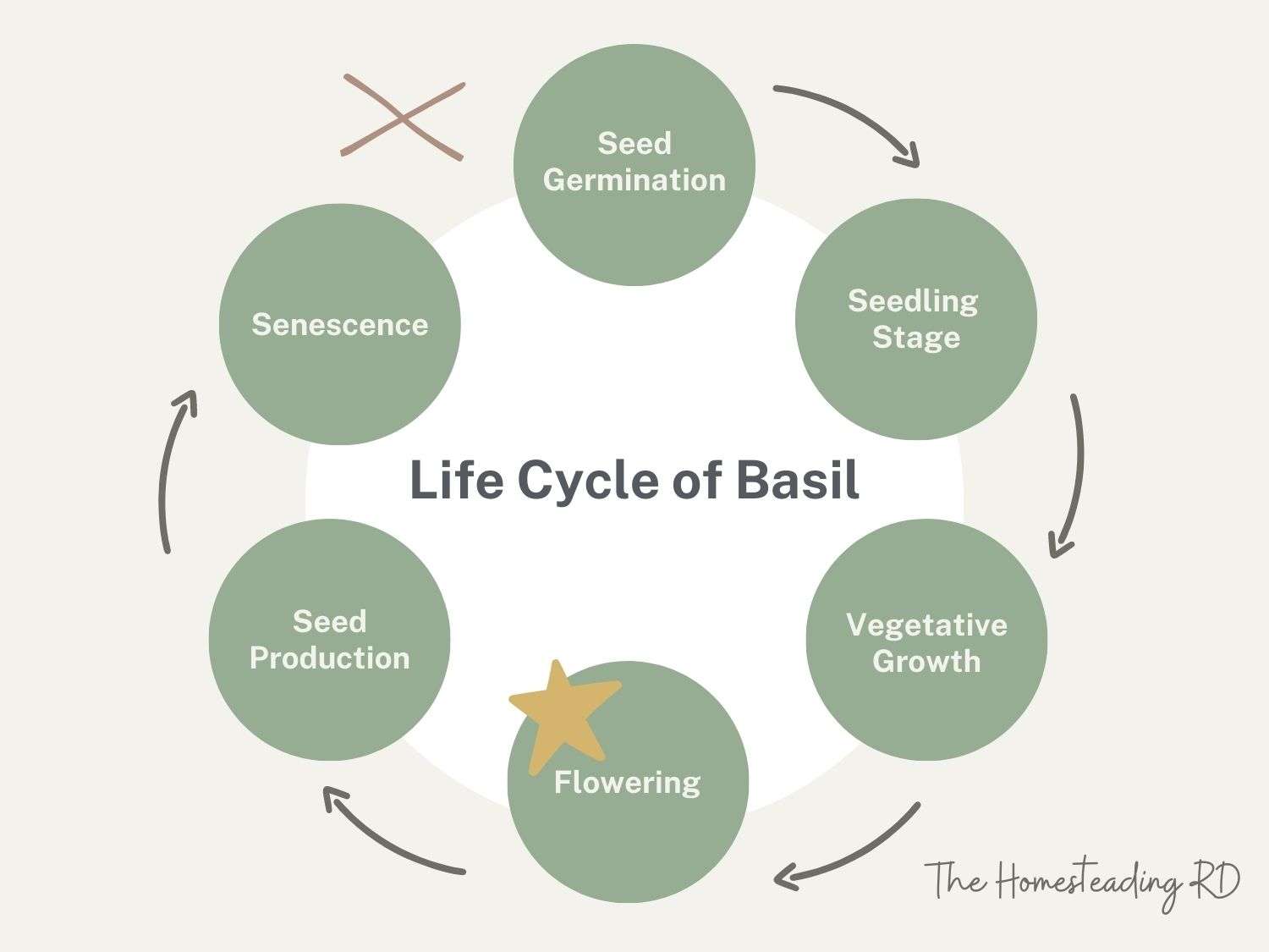 A graphic showing the life cycle of basil