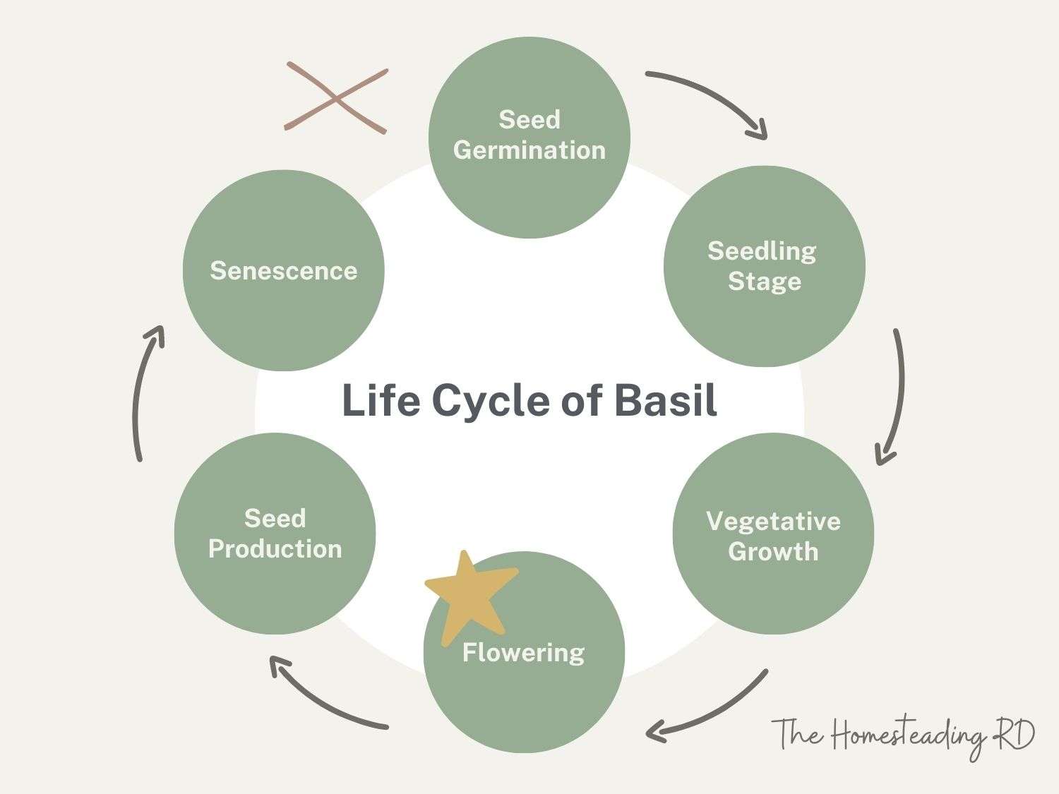 Basil Plant Flowering Here s What to Do About It