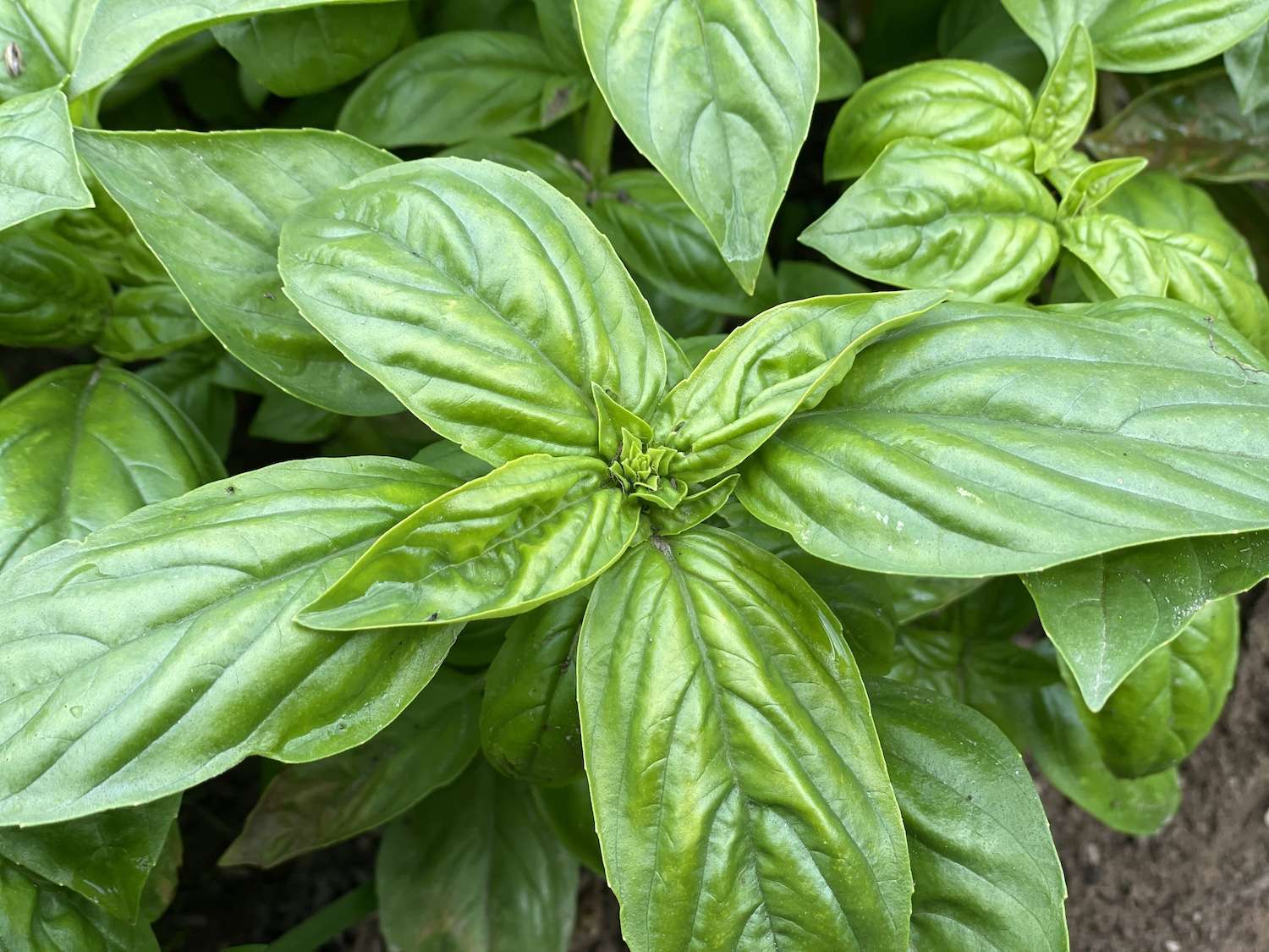 A close up photo of a basil plant just starting to flower