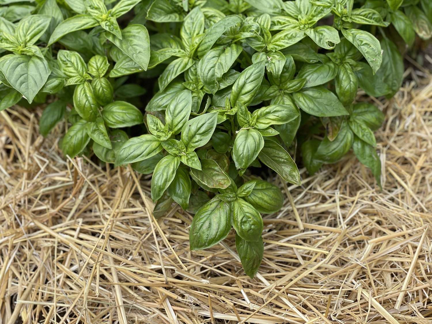 A photo of bushy basil plants mulched with organic straw