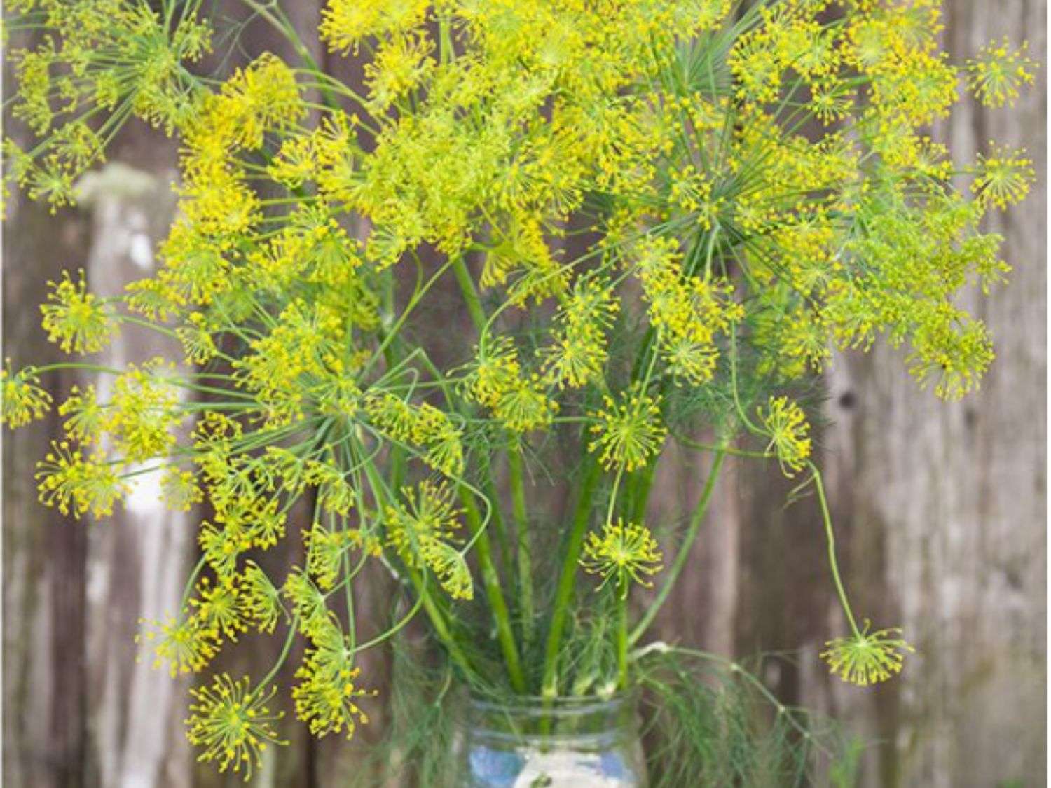 Bouquet Dill from High Mowing Seeds