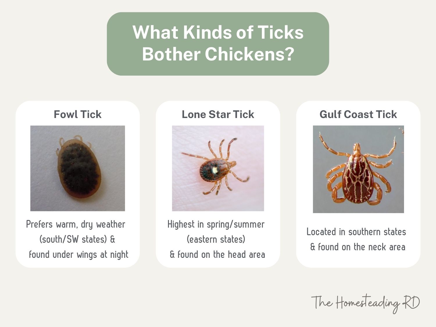 A chart showing the 3 kinds of ticks that can affect chickens.