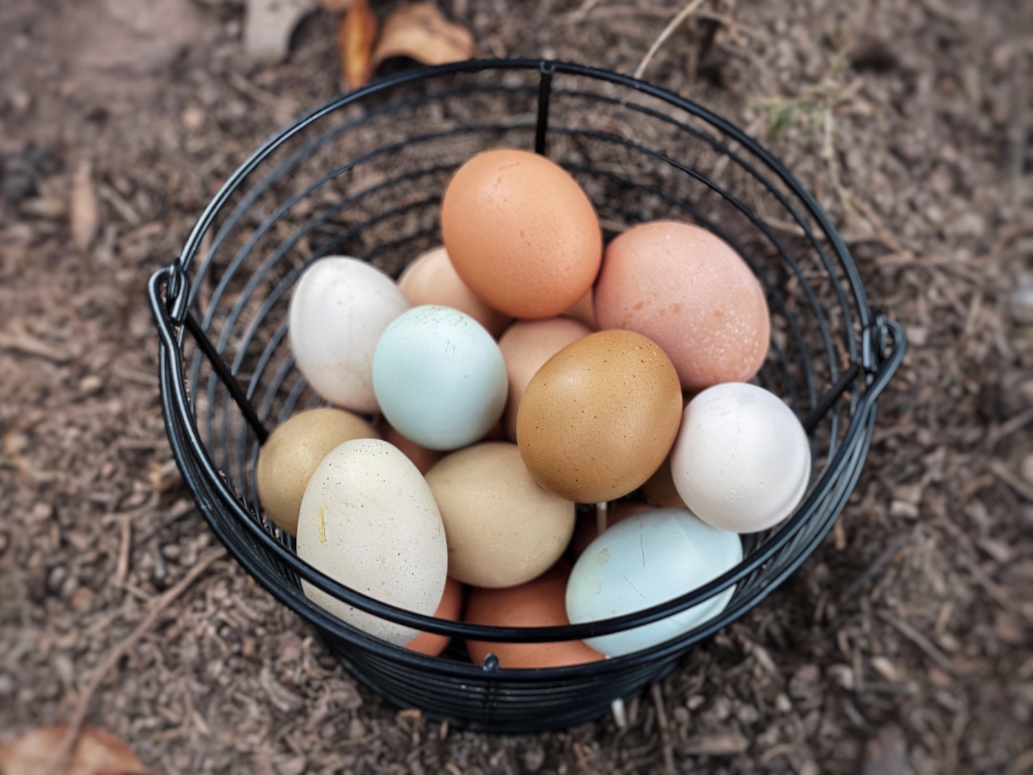A basket of colorful eggs