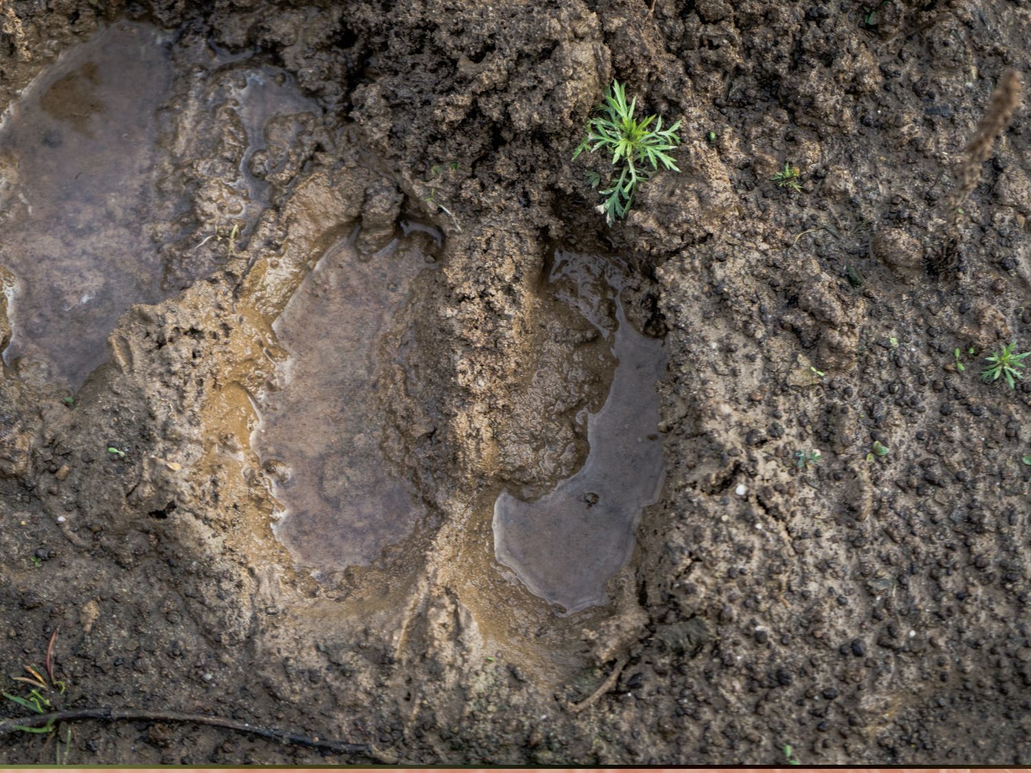 A close up photo of deer hoof prints in the earth