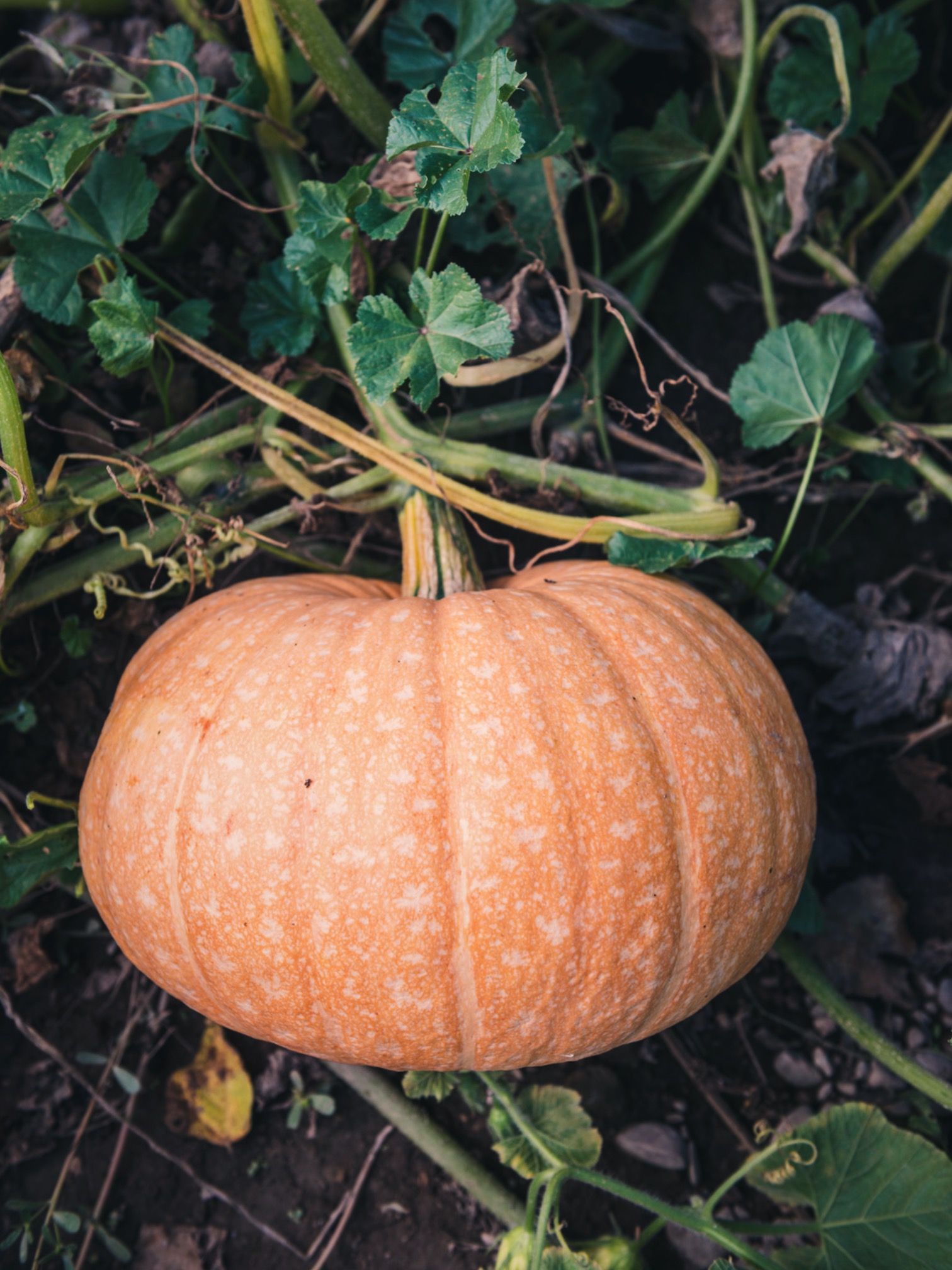 A close up view of a pumpkin growing in the garden