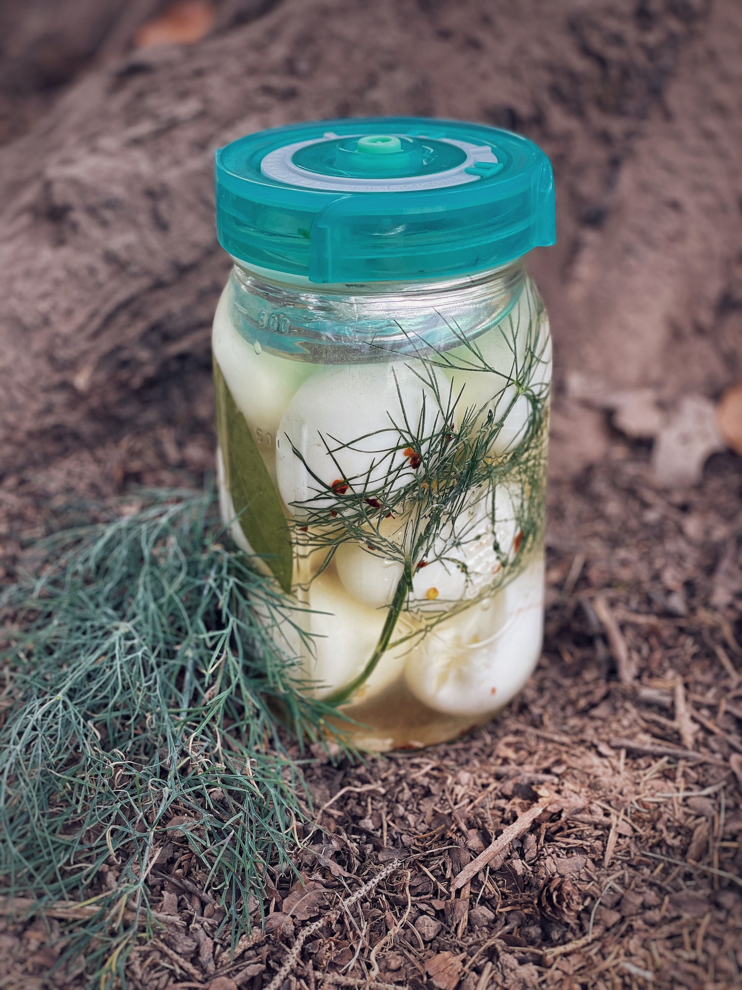 A jar of fermented eggs sitting on some pine needles with fresh dill along the side