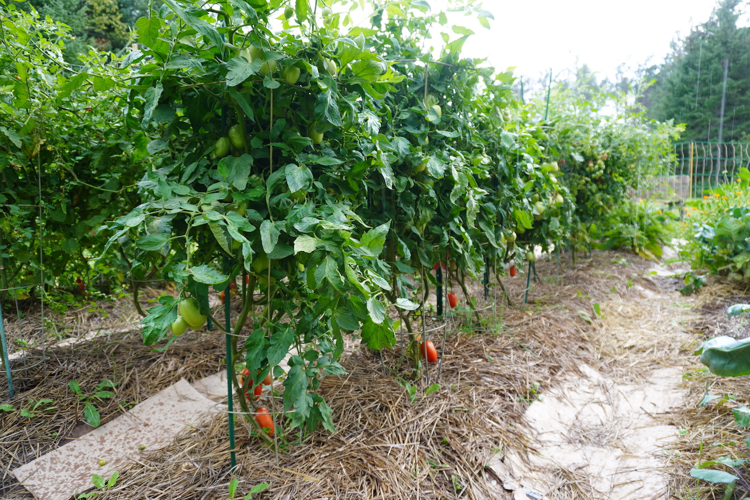 A row of roma tomatoes in the garden ready to be topped