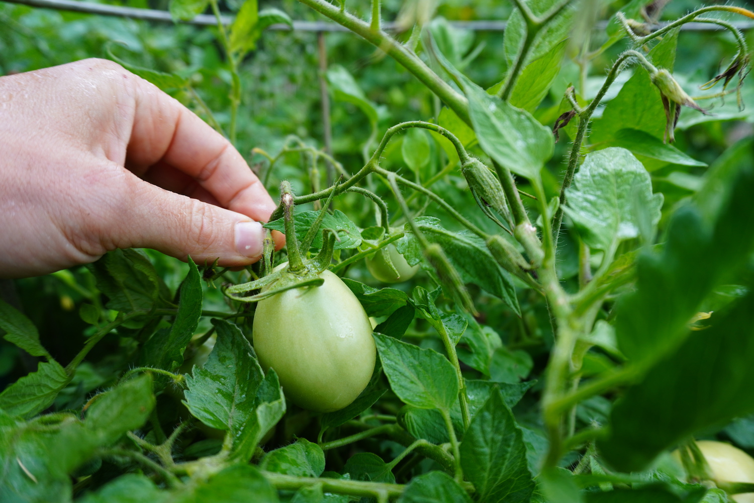 A small green tomato and tomato flowers to be pruned off