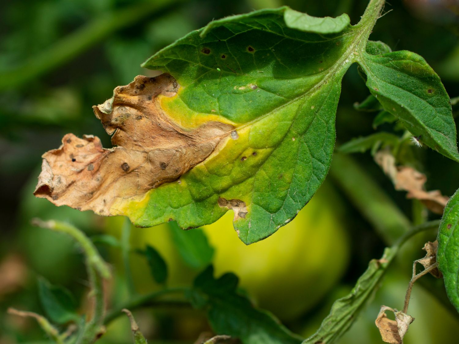A close up photo of blight on a tomato leaf