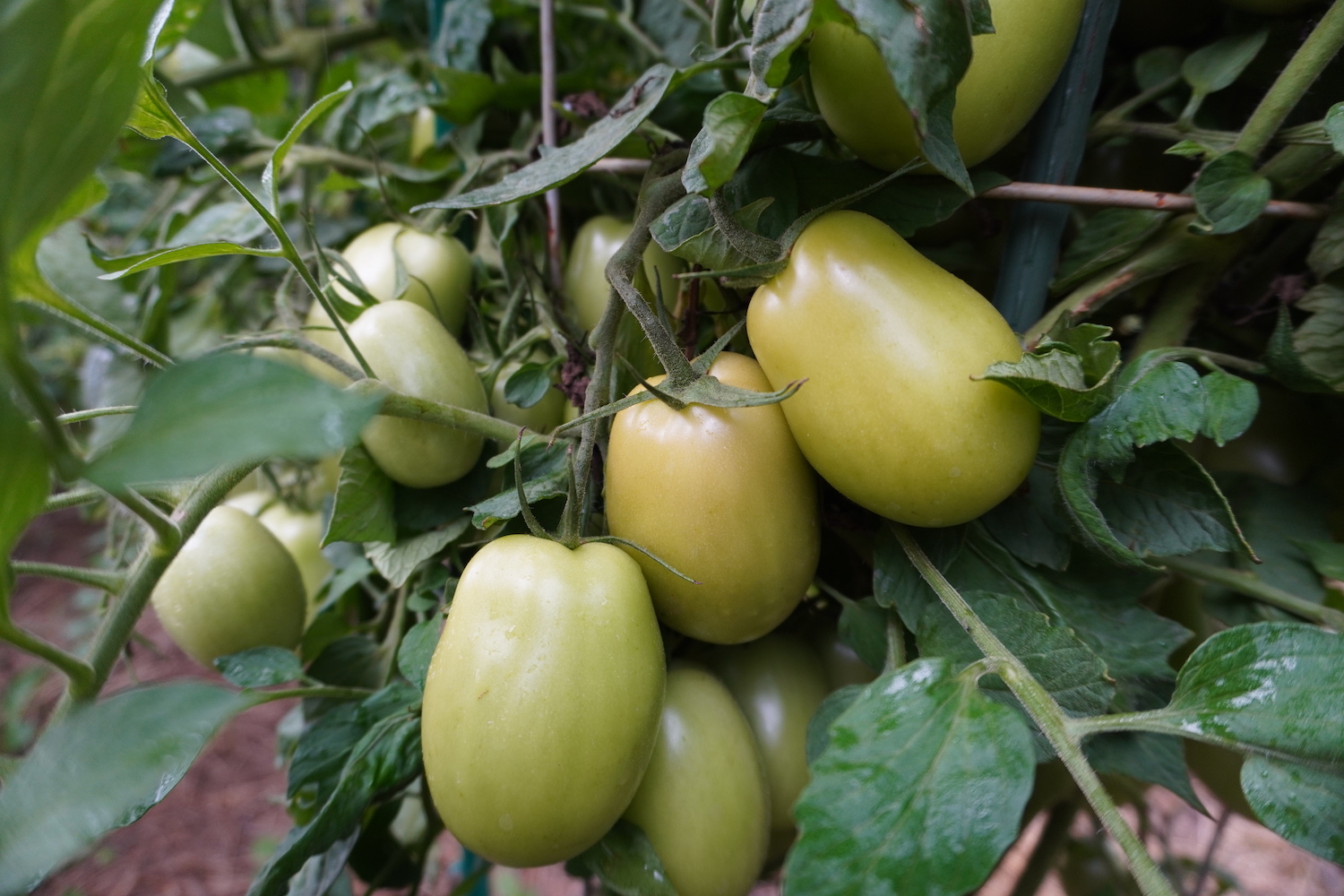 A close up view of large tomatoes that are just starting to turn color