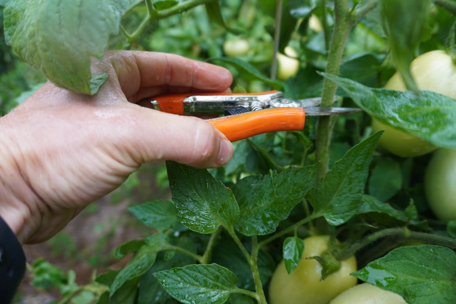 Snipping off the growing tip of a tomato plant