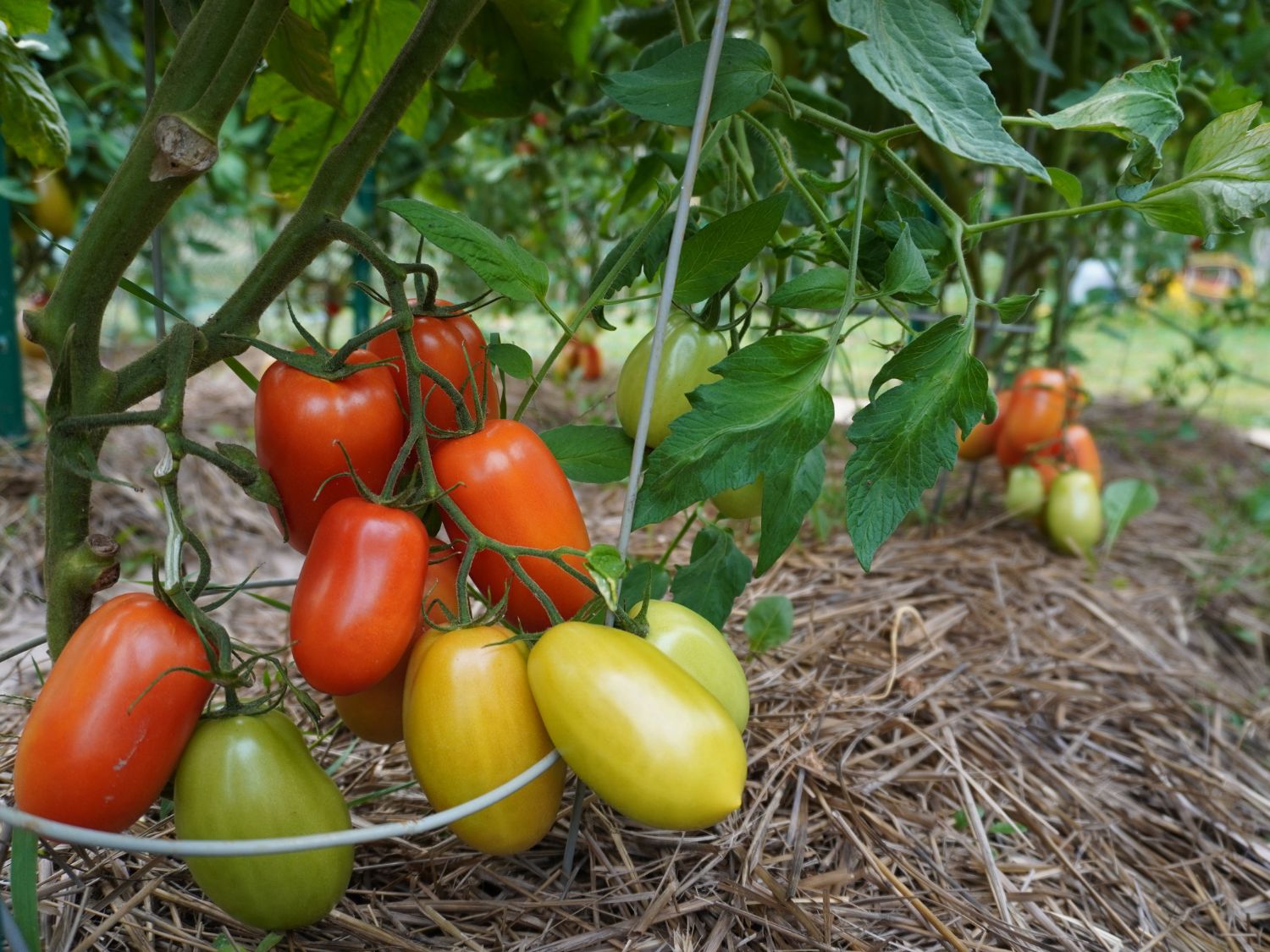 A photo of tomatoes ripening at different times on the plant