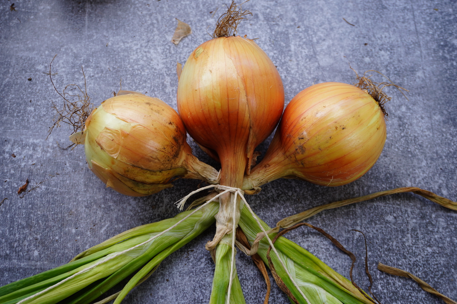 3 onions tied together with a string