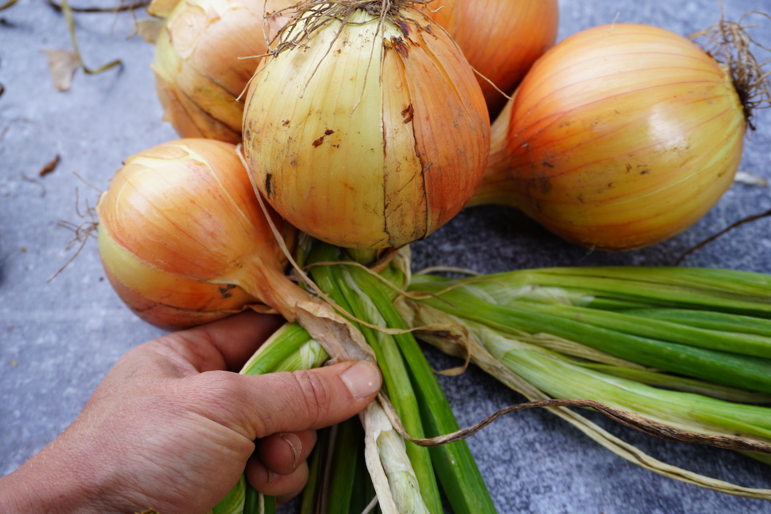 Adding the 5th onion for braiding.