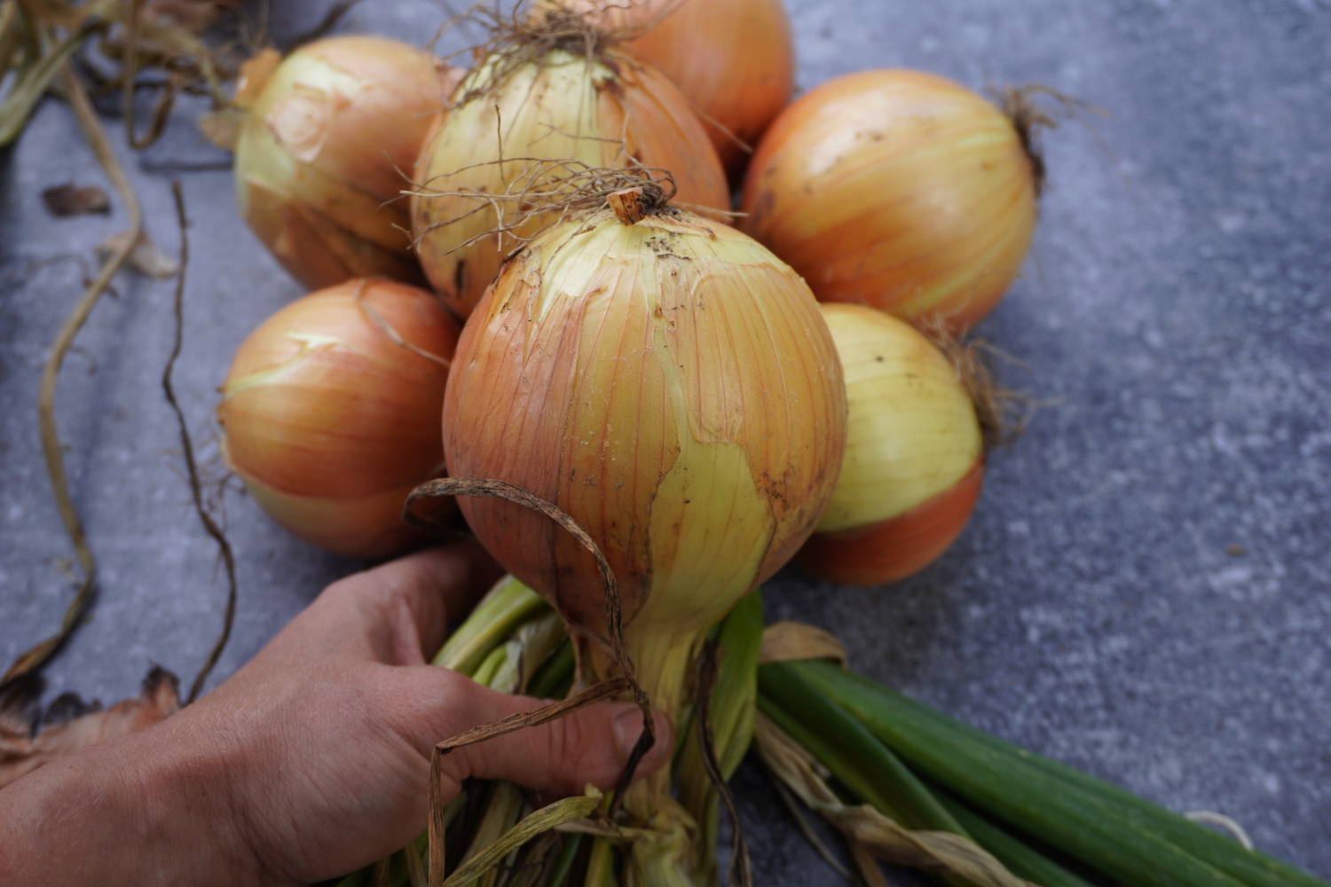 Braiding in the 7th onion in the center