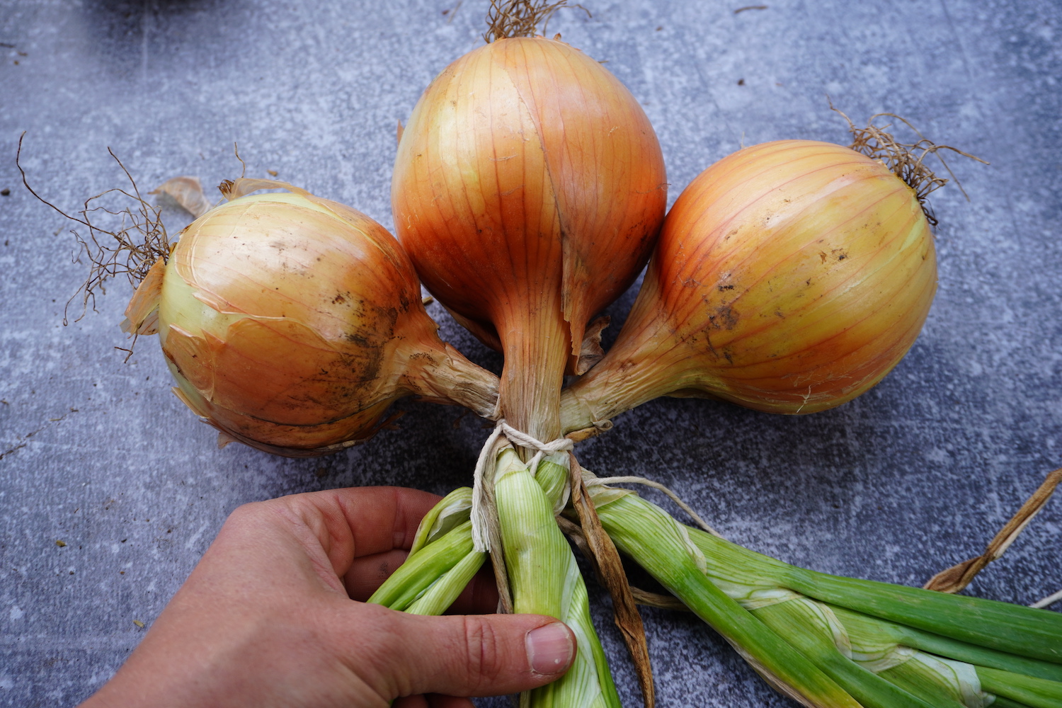 First 2 cross braids on onions