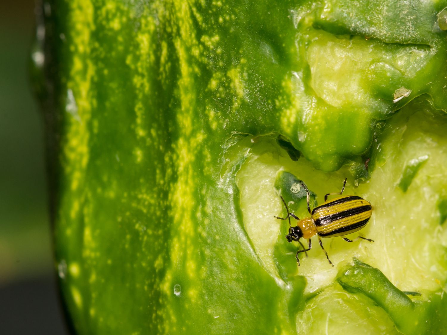 Cucumber beetle eating a cucumber