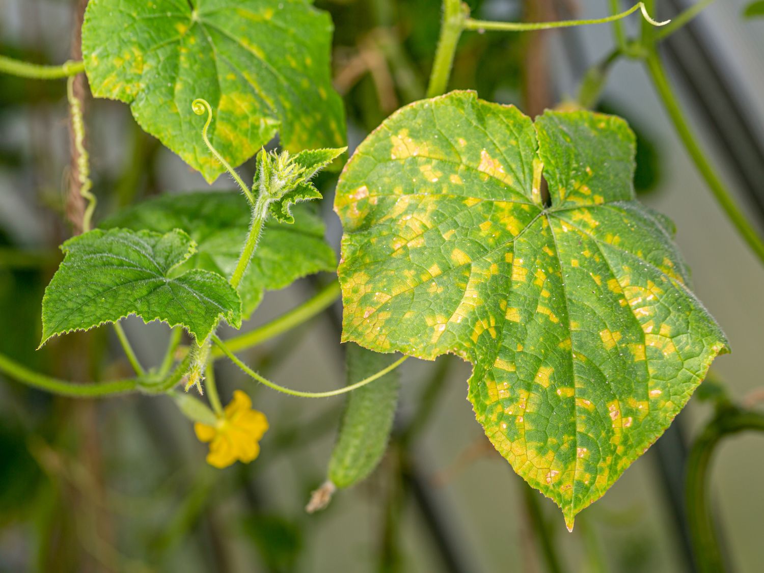A close up view of cucumber disease turning cucumber leaf yellow