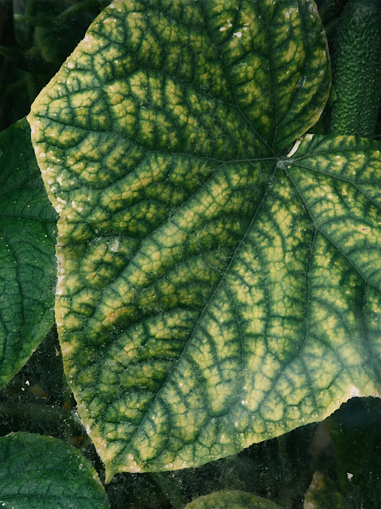 A photo of a cucumber leaf turning yellow from a nutrient deficiency