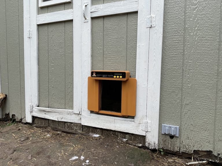 The 5 BEST Automatic Chicken Coop Doors in 2024