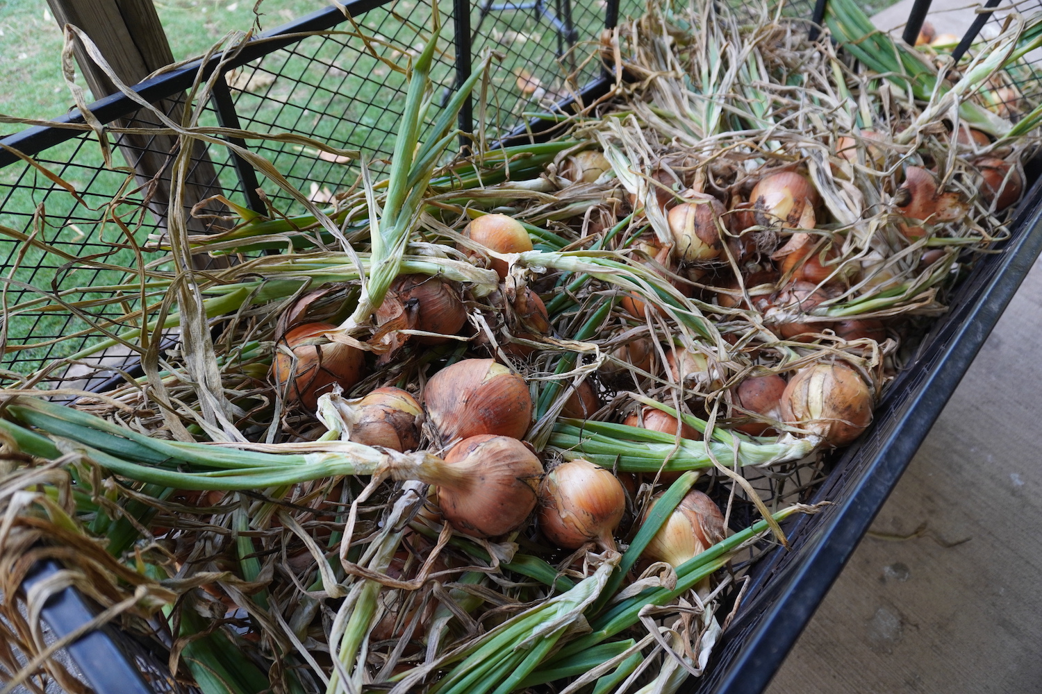 Onions in a wagon ready to be braided