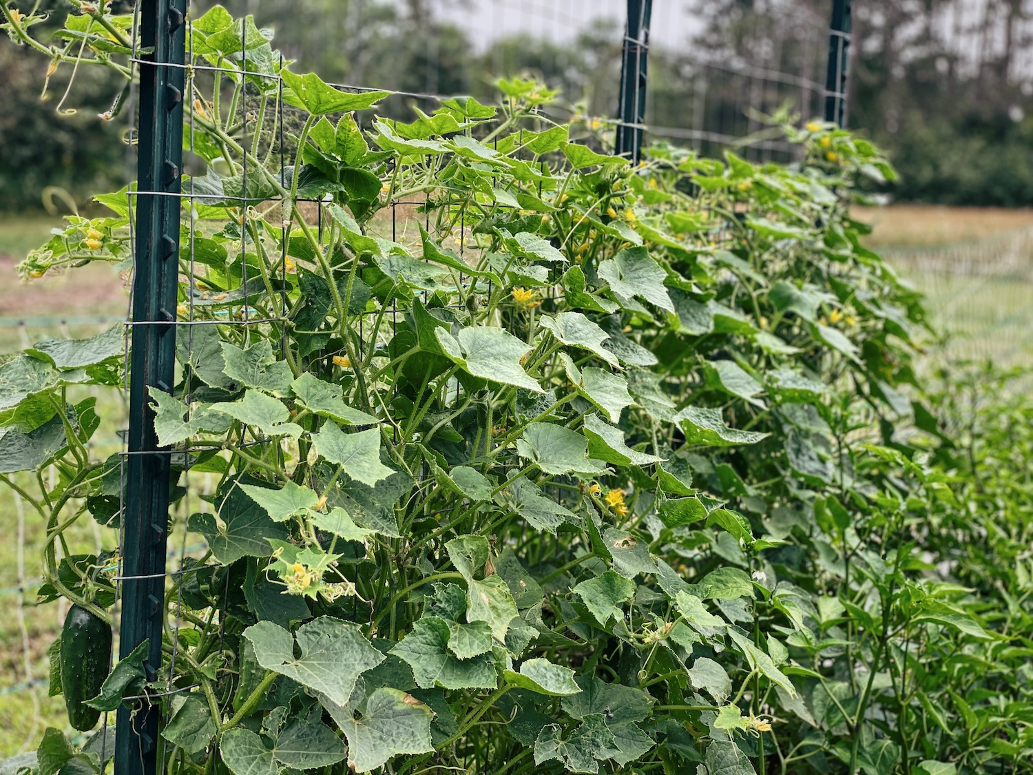 A row of healthy cucumber plants growing up a trellis