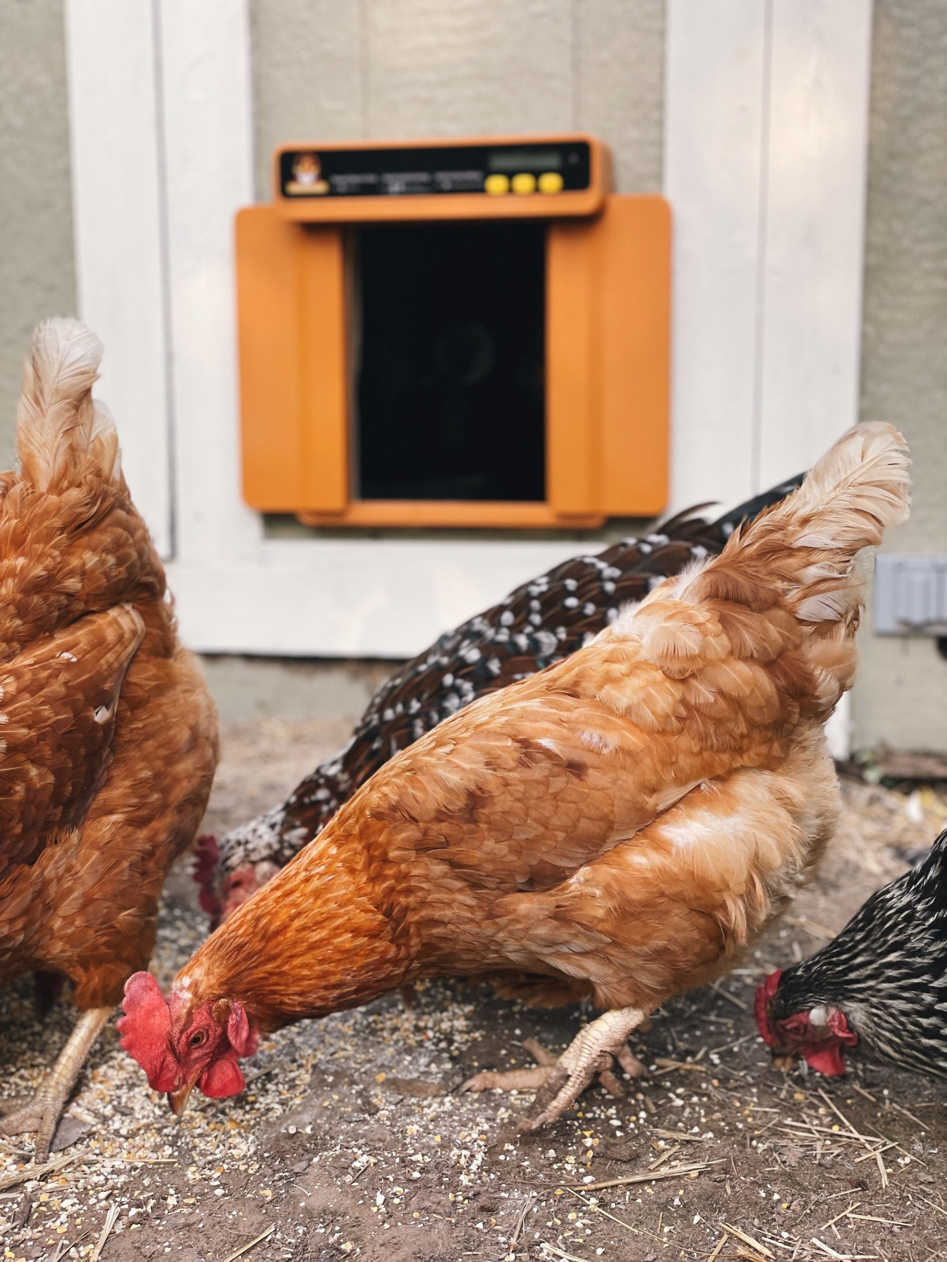 Chickens pecking at the ground in front of an automatic chicken coop door