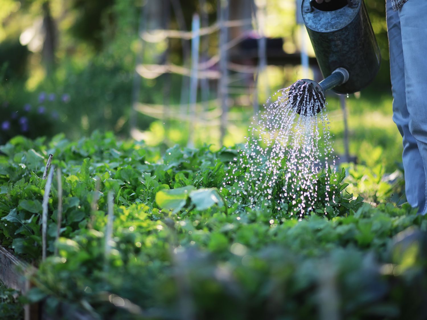 A photo of someone hand watering their garden using a pail