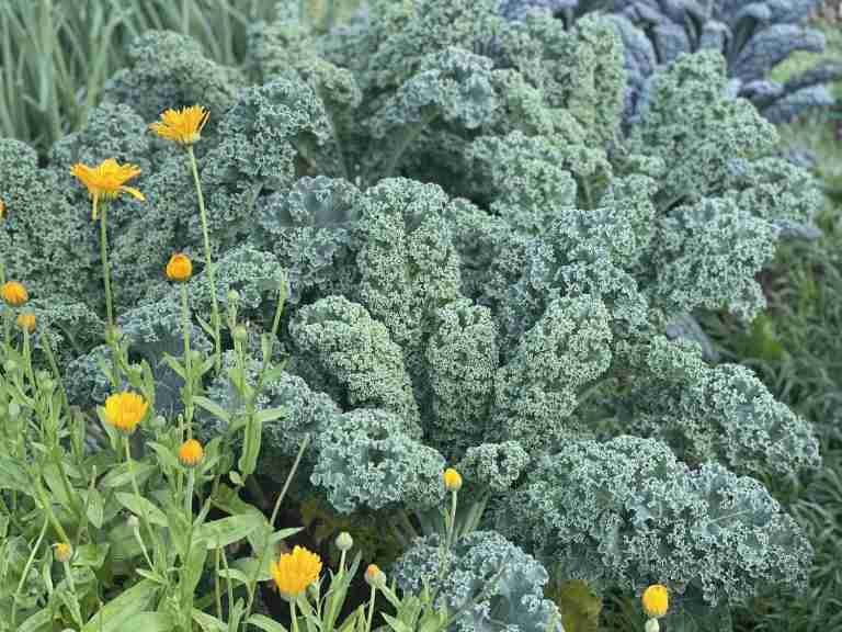 5 Best Spinach Companion Plants (and 2 to AVOID!)