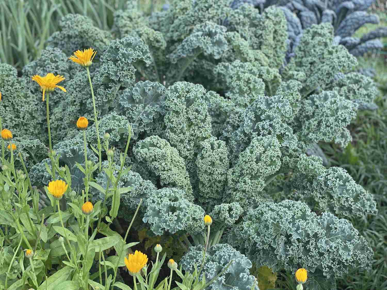 A photo of kale as a companion plant