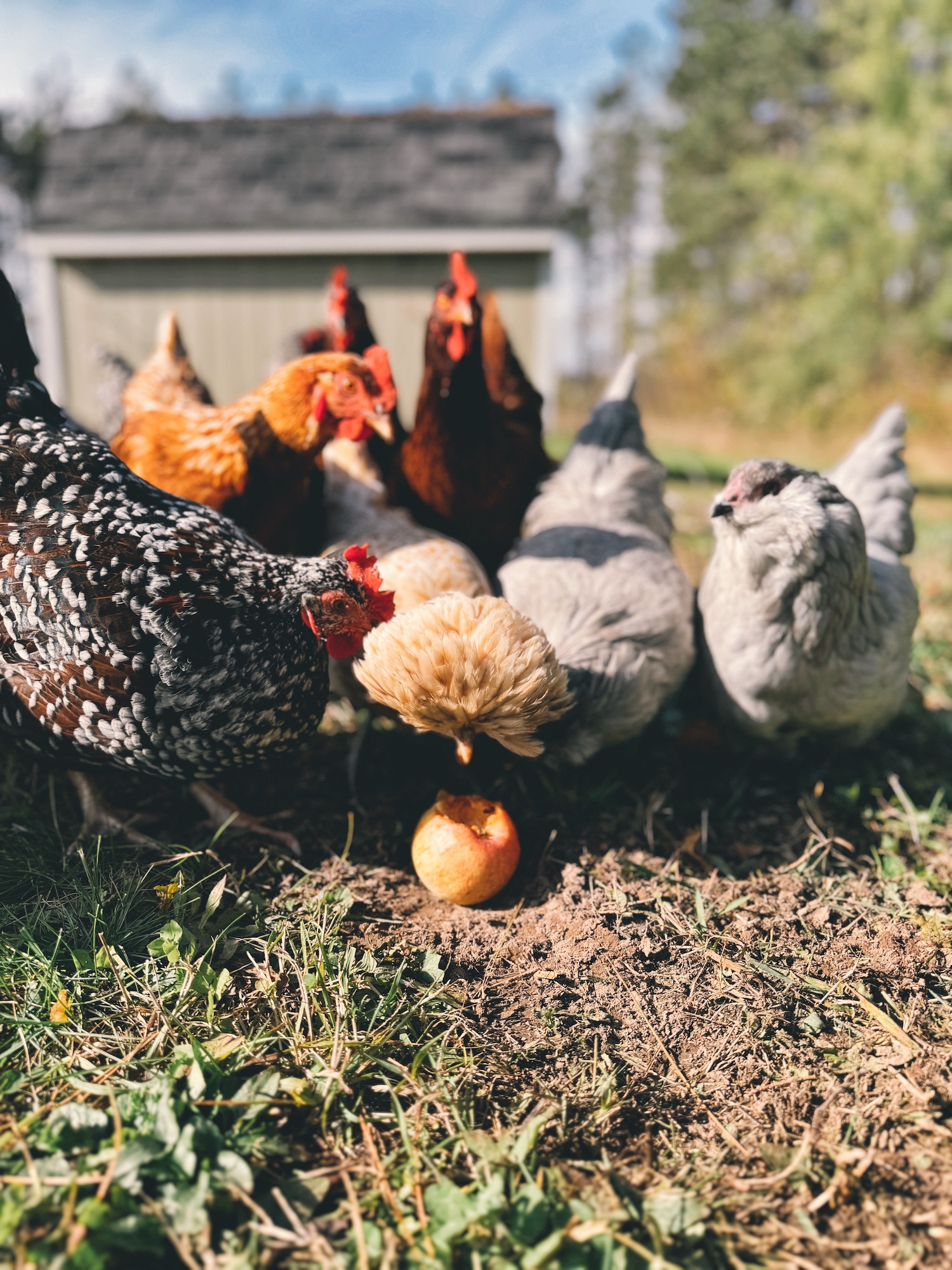 A photo of chickens gathered around an apple to eat it