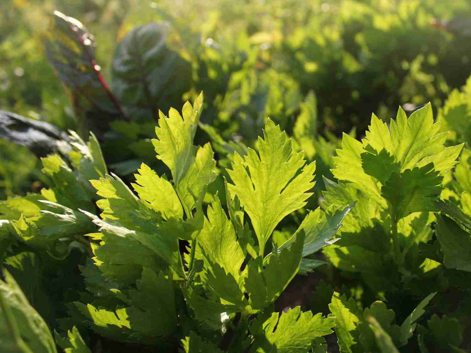 Up close photo of celery with companion plants behind
