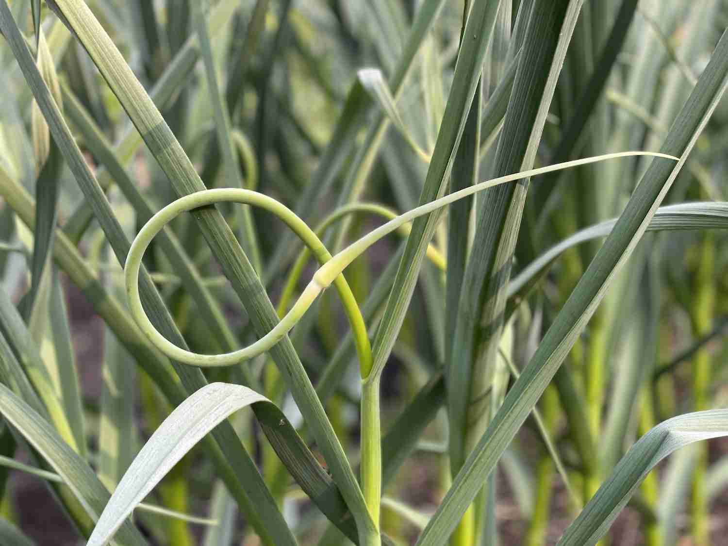 A photo showing garlic with a scape in the garden