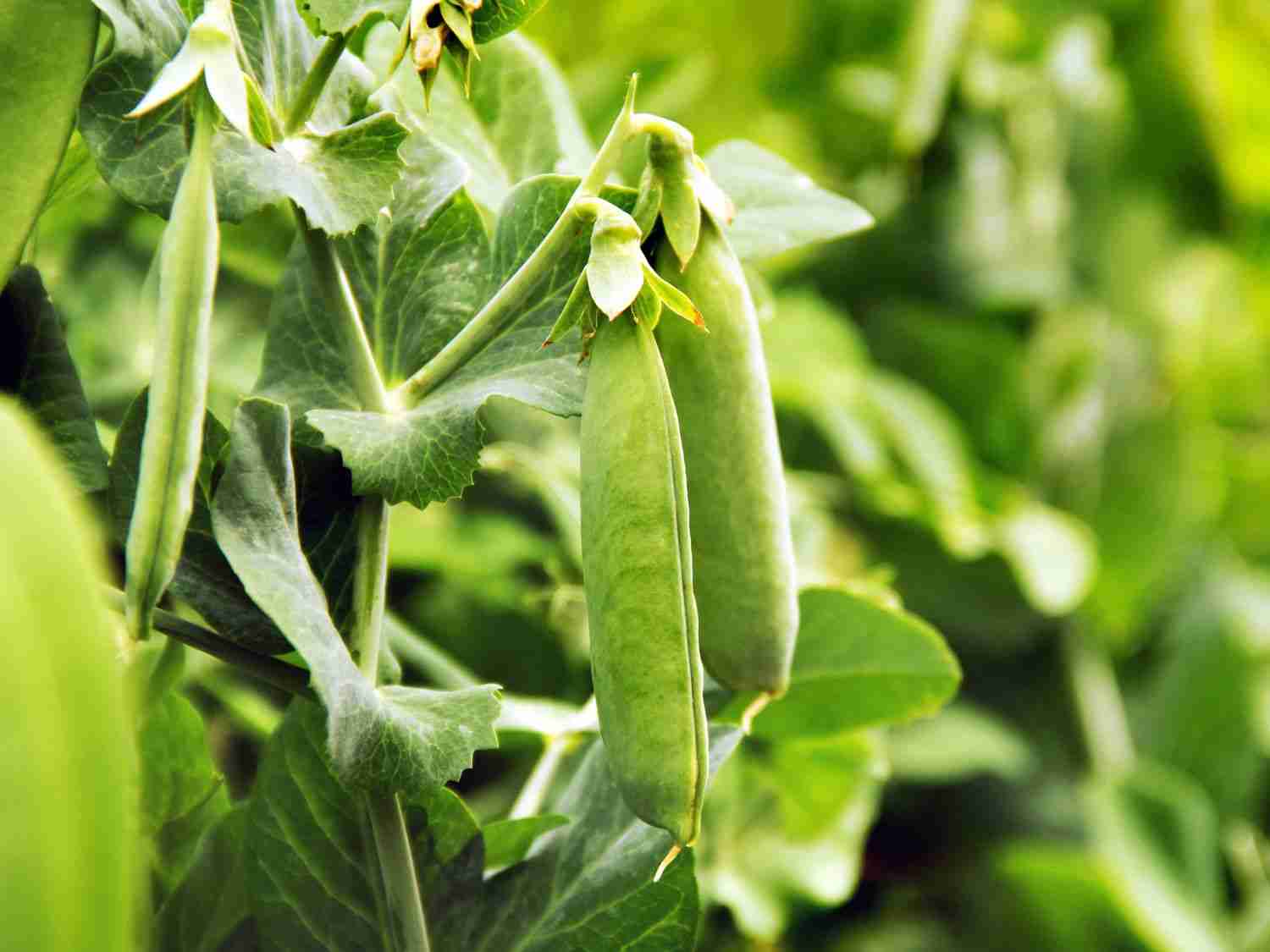A close up photo of peas growing in the garden