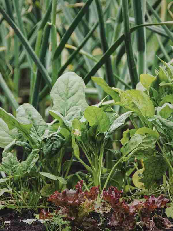 A photo of spinach that is being used as a companion plant between garlic and lettuce