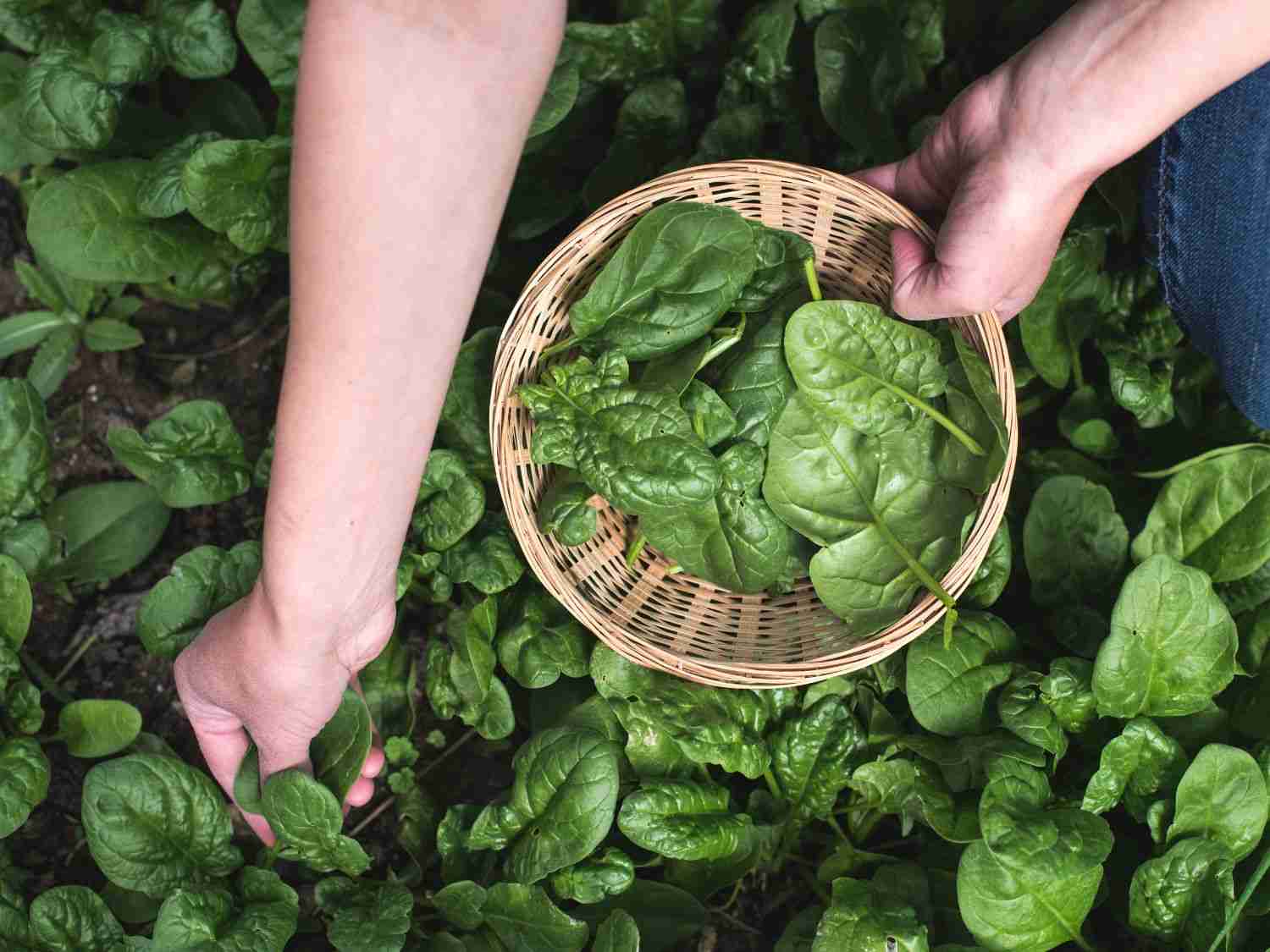 A photo of a gardener picking spinach from the garden