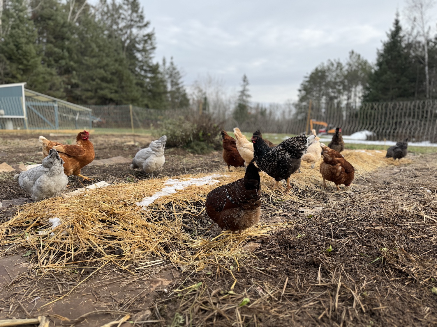 Chickens foraging in an empty garden space