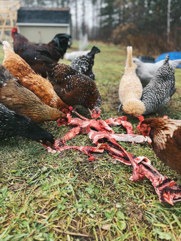 A photo showing chickens picking the meat off of deer bones outside