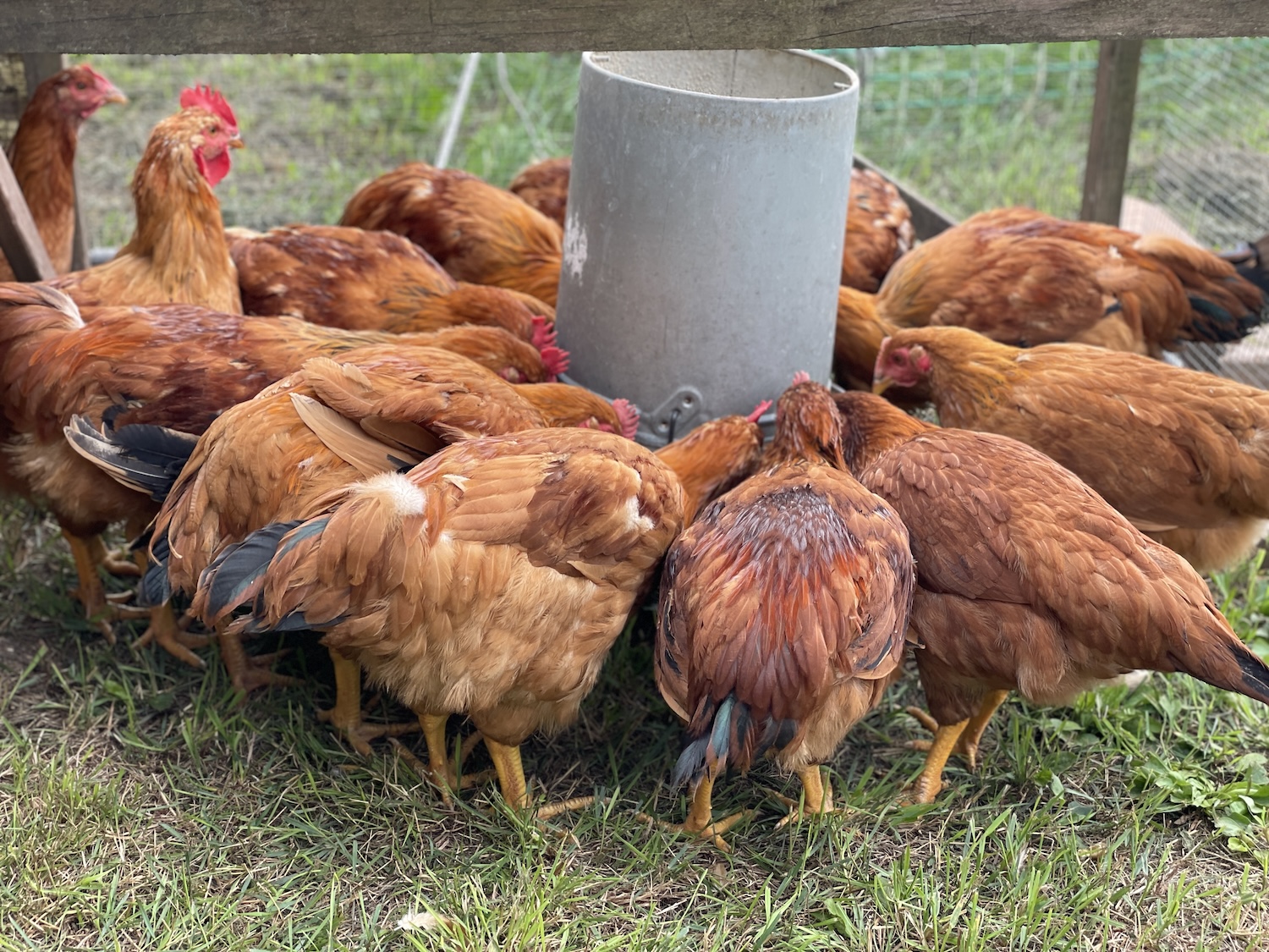 Adult ranger meat chickens surrounding a feeder in a chicken tractor